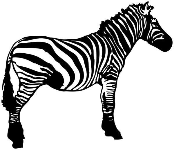 Zebra Free Vector Resource