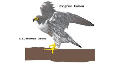 Eagle Free Vector