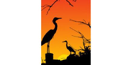 Heron Birds Silhouette