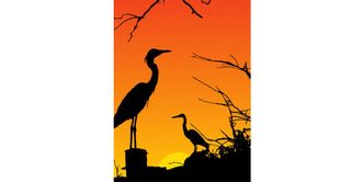 Heron Birds Silhouette