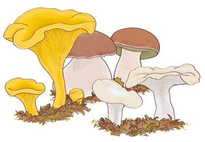 Mushroom Boletus edulis Vector Image