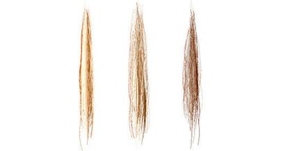 Hair Vector