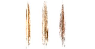Hair Vector