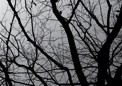 Dark Tree Vector