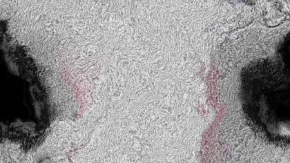 Abstract Fur Texture