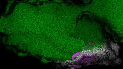 Green Texture Abstract
