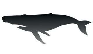 Free Humpback Whale Vector Silhouette