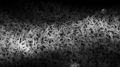 Abstract Grayscale Texture