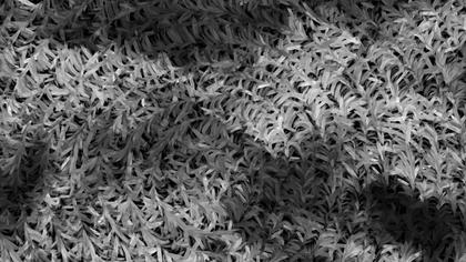 Feathered Texture