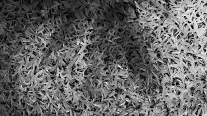 Abstract Fern Pattern
