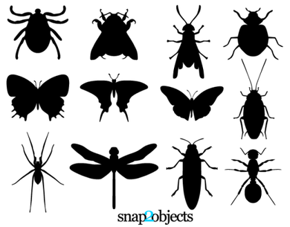 The Artistry of Insect Vector Designs