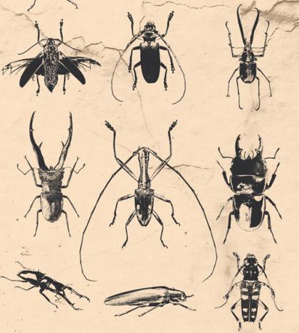 Beetle Free Vector Pack