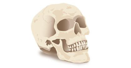 Halloween Skull Vector