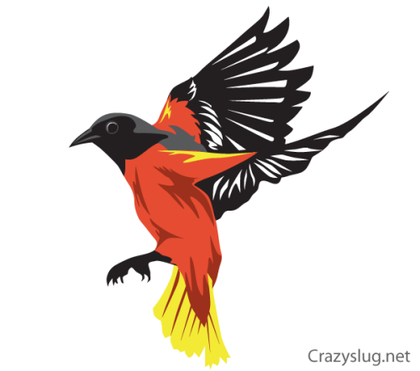 Oriole Bird Vector Free