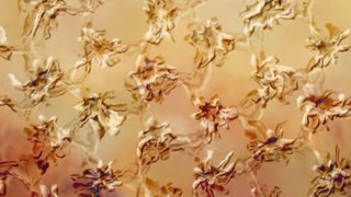 Abstract Floral Pattern