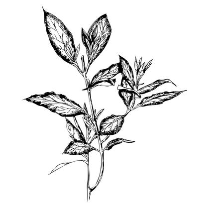 A Flourish of Hand Drawn Vector Designs
