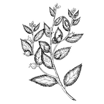 Botanical Branch