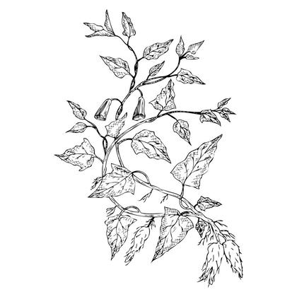 Botanical Vine