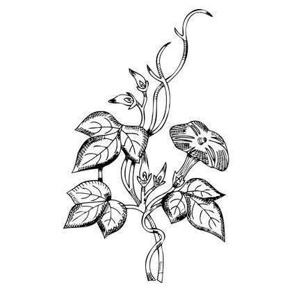Morning Glory Vine