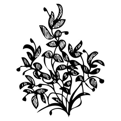 Black and White Botanical Illustration