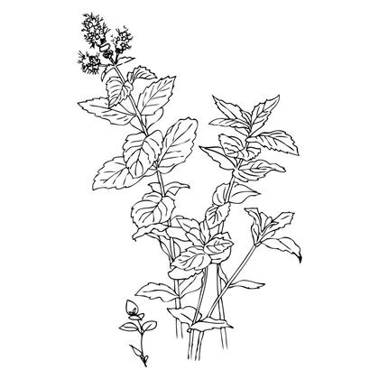 Mint Plant Outline