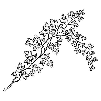 A Flourish of Hand Drawn Vector Designs