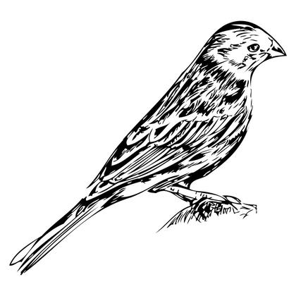 Bird Silhouette