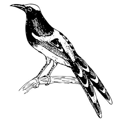 Bird Perched on Branch