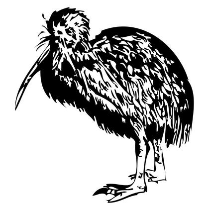Kiwi Bird Illustration