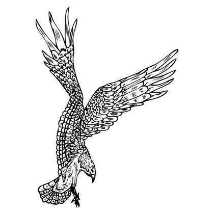 Soaring Eagle Illustration