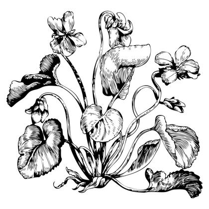 Botanical Illustration