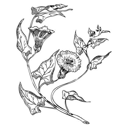 Morning Glory Illustration