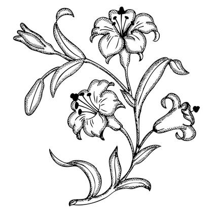 Lily Flower Illustration