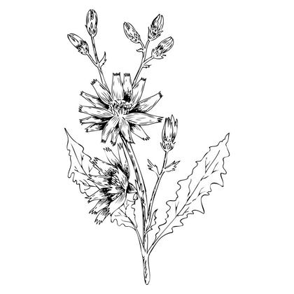 Chicory Flower Sketch