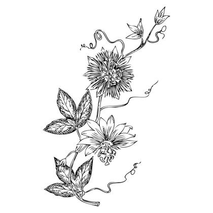 Passionflower Vine Illustration