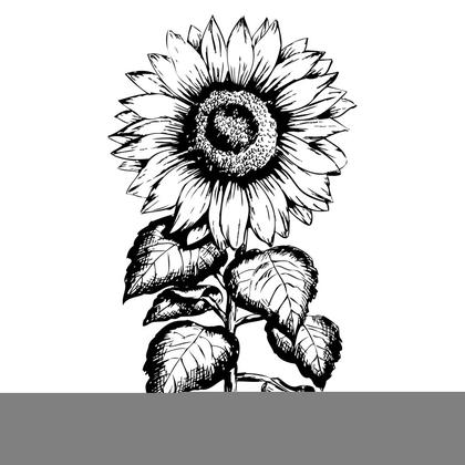 Sunflower Illustration