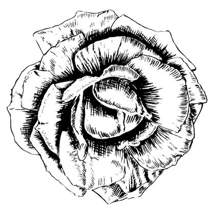 Detailed Rose Drawing