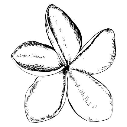 Hand-Drawn Frangipani Flower