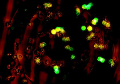 Glowing Organisms