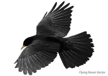 Flying Raven Free Vector Art