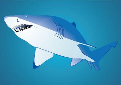Free Shark Vector Illustration