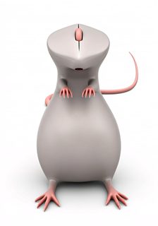computer mouse rat