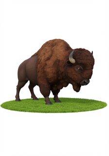 bison on grass