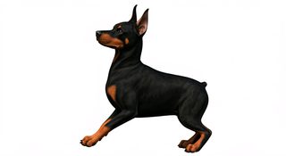 3d doberman pinscher