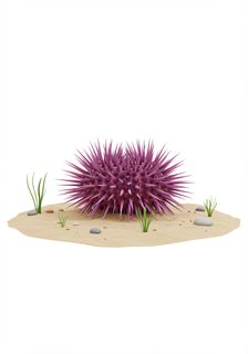 purple sea urchin