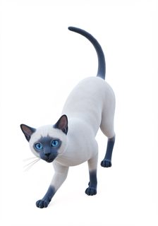 siamese cat render