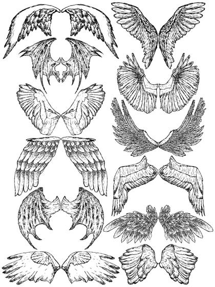 Collection of Wing Illustrations