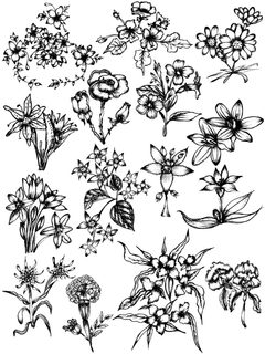 Floral Sketches