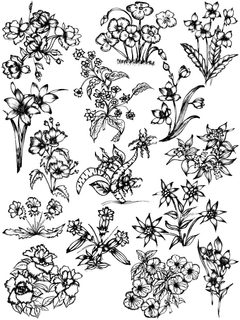 Floral Sketches
