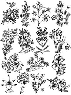 Botanical Line Art Collection